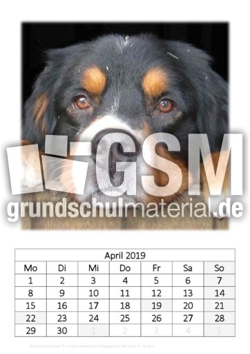 April_Berner Sennenhund.pdf
